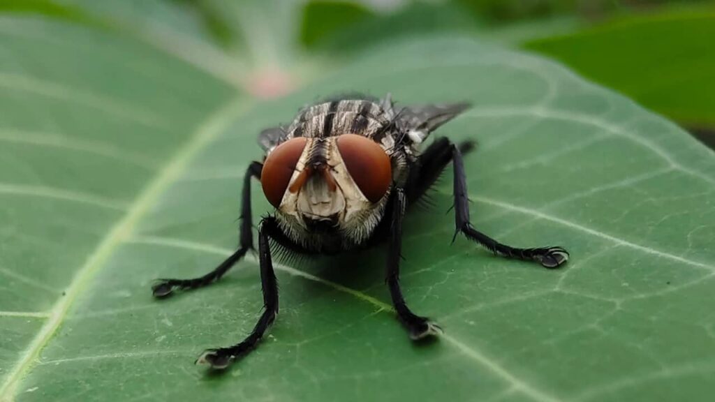 mouche