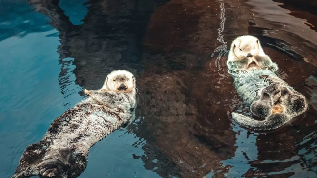 deux loutres flottent