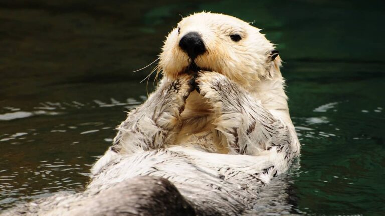 loutre flotte