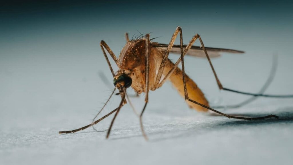 Pourquoi les moustiques piquent-ils certaines personnes plus que d’autres ? moustiques-piqure-personne-1 (1)
